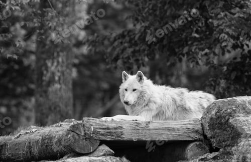 Preview: Arctic Wolf In The Forest