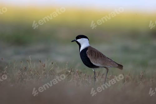 Preview: Spur Winged Lapwing. Vanellus Spinosus. Nature Background.