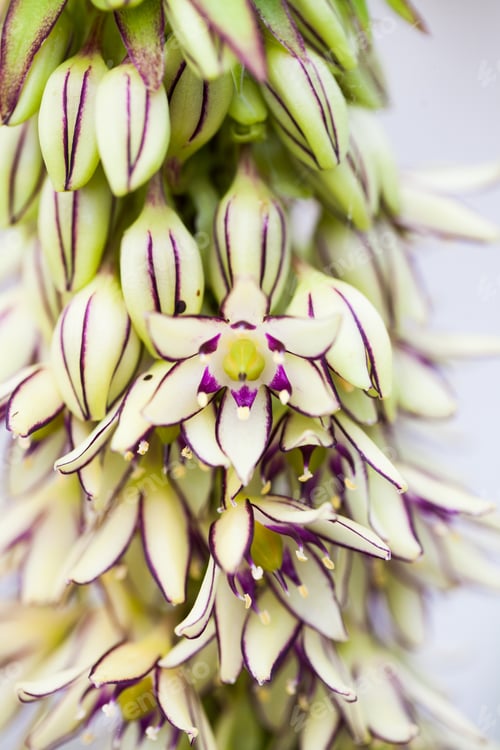 Preview: Wild, Beautiful Flowers With Natural Background