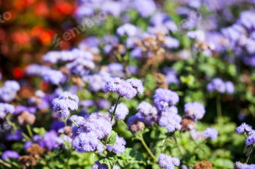 Preview: Ageratum Houstonianum Blue, Plant With Flowers In Botanical Garden