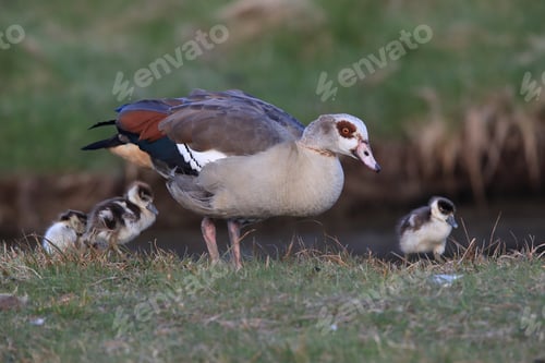 Preview: Egyptian Goose With Chicks, Alopochen Aegyptiaca, Texel, Netherlands