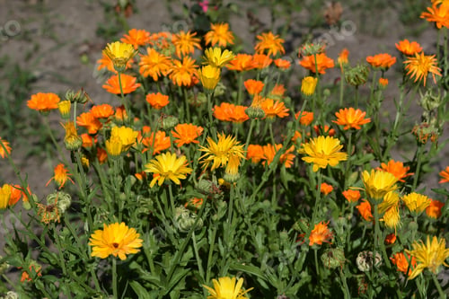 Preview: Pot Marigolds (Calendula Officinalis) On Bokeh Background