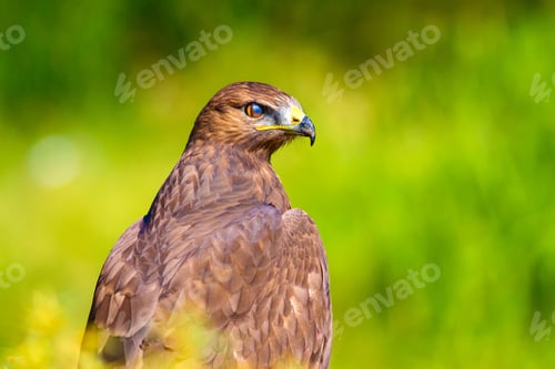Preview: Bird Of Prey. Portrait Of Buzzard. Green Nature Background.