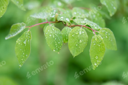 Preview: Young Spring Leaves On Green Background In Wet Forest