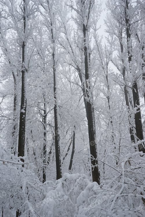 Preview: Snowing Landscape In The Park. High Resolution And Beautiful Snow Details