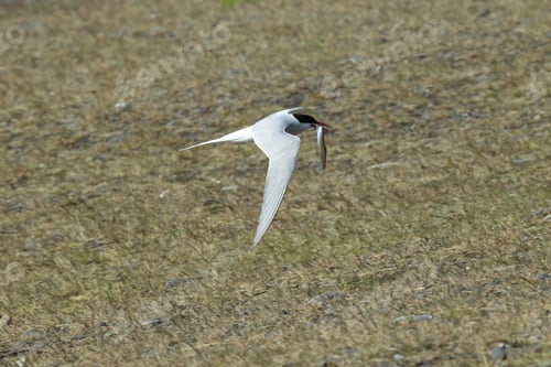 Preview: Arctic Tern, Sterna Paradisaea Iceland