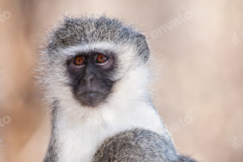 Preview: Vervet Monkey (Chlorocebus Pygerythrus) In Kruger National Park, South Africa