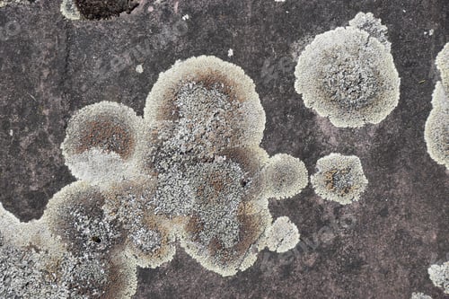 Preview: Sandstone Covered With Gray Lichen