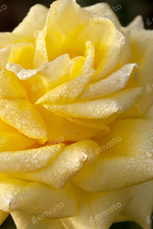 Preview: Detail Of A Yellow Rose