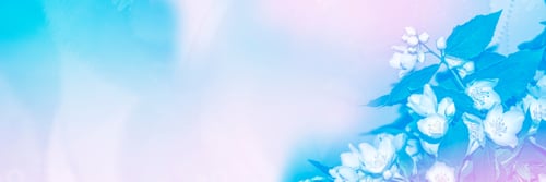 Preview: White Jasmine. The Branch Delicate Spring Flowers