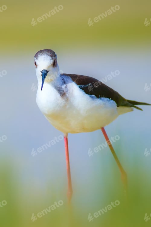 Preview: Water And Bird. Cute Waterfowl. Natural Background. Black Winged Stilt