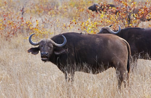 Preview: African Cape Buffalo In Kruger National Park, South Africa