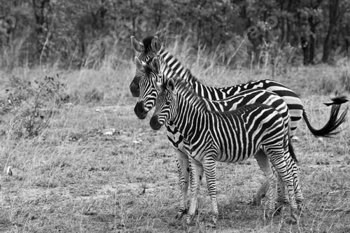 Preview: Zebras In The Kruger National Park, South Africa