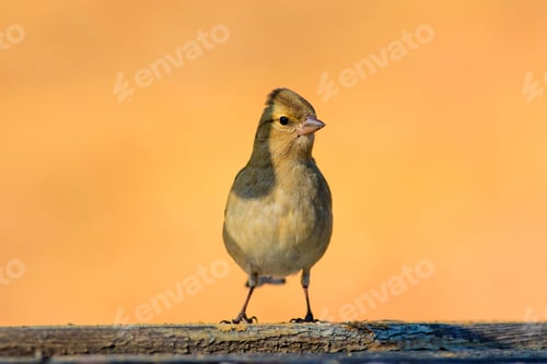 Preview: Cute Little Bird. Natural Background.