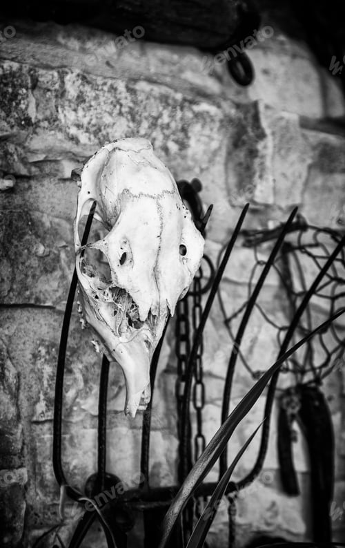 Preview: Old Goat Skull, Detail Of Witchcraft And Satan