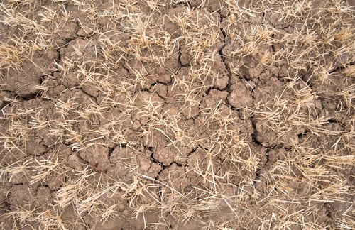 Preview: Cracked Dry Land During The Uk Summer Heatwave 2018