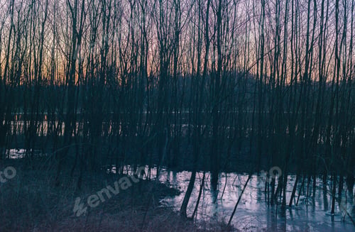 Preview: Silhouette Of Winter Tree Trunks In Frozen Puddles At Sunset.