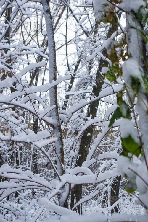 Preview: Snow-Covered Branches And Trees In The City Park