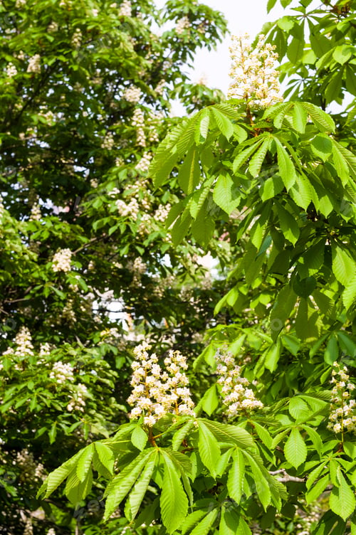 Preview: Flowering Branches Of Chestnut Castanea Sativa Tree, And Bright Blue Sky