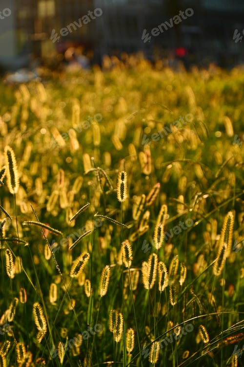 Preview: Yellow Foxtail (Setaria Glauca)