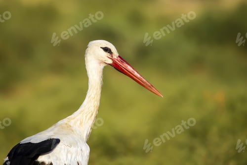 Preview: Green Background And Stork Potrait White Stork Ciconia Ciconia