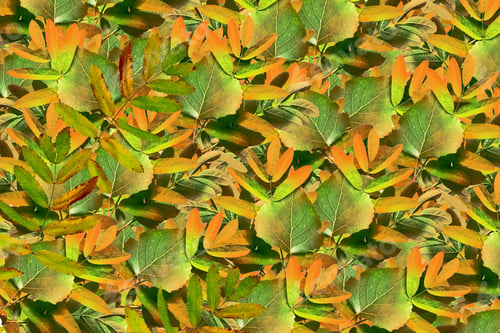 Preview: Abstract Autumn Background Bright Colorful Foliage. Indian Summer