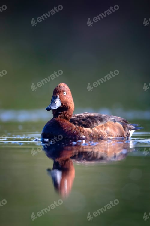 Preview: Swimming Duck. Natural Lake Habitat Background. Bird: Ferruginous Duck. Aythya Nyroca.