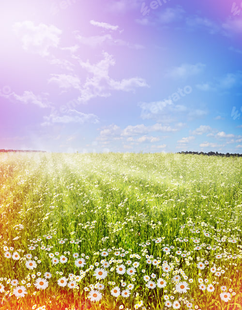 Preview: Chamomile Field. Photo.