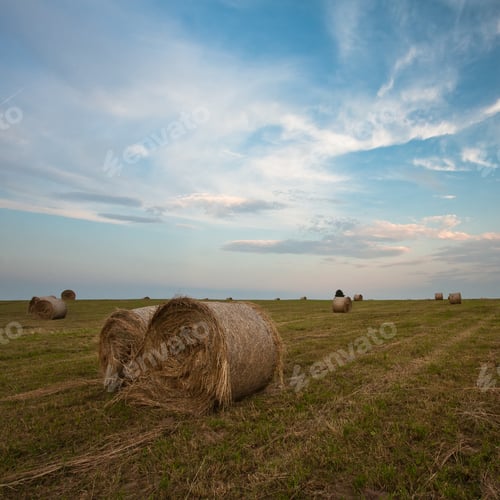 Preview: Cereal Fields At Sunset
