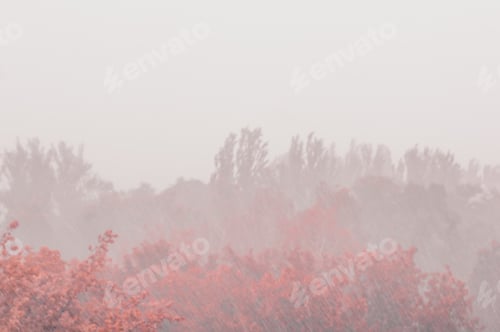Preview: Landscape With Trees In Heavy Summer Rainstorm