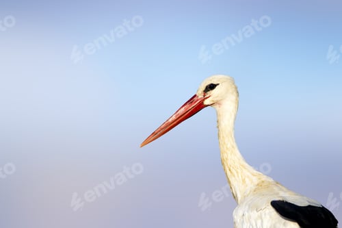 Preview: Cute Bird Stork. Isolated On Nature Background White Stork Ciconia Ciconia