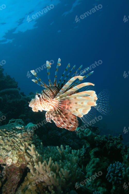 Preview: Lionfish Hunting At Night