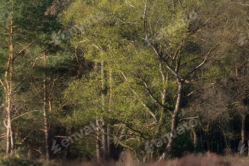Preview: Trees With Fresh Leaves In Heather Landscape During Spring.