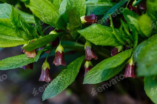Preview: Flower Of Deadly Nightshade Or Atropa Beladonna. Atropa Beladonna Is A Perennial Herbaceous Plant