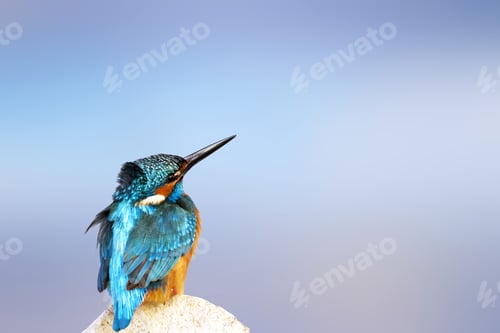Preview: Colorful Bird Kingfisher. Isolated Bird. Blue Background. High Detail And Resolution. Bird: Common