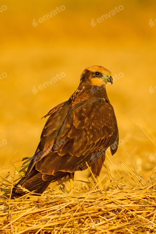 Preview: Wild Bird. Yellow Nature Background. Bird: Western Marsh Harrier. Circus Aeruginosus.