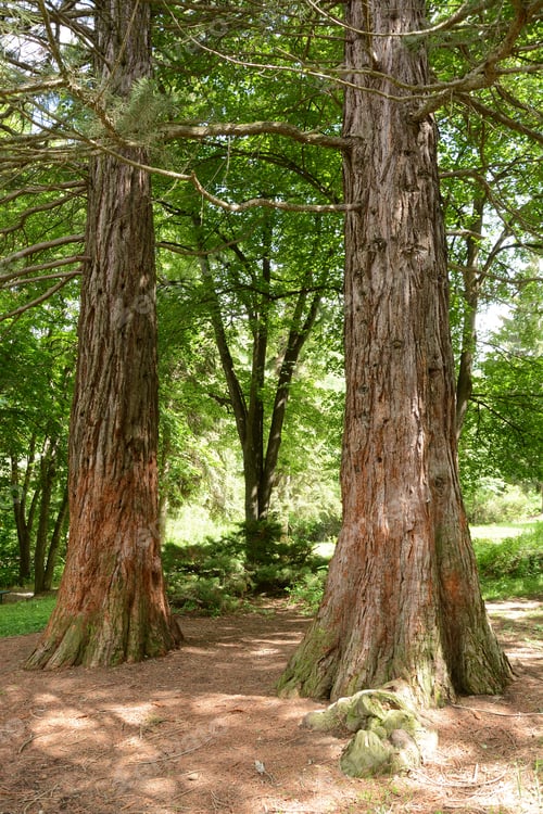 Preview: Sequoia Sempervirens (Coast Redwood) Trunks