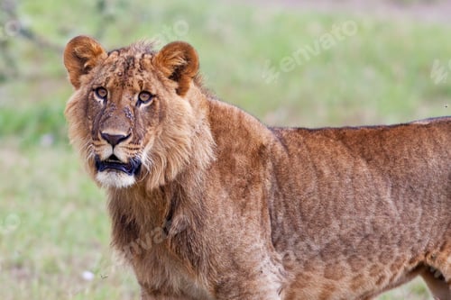 Preview: Young African Lion In The Lake Nakuru National Park, Kenya
