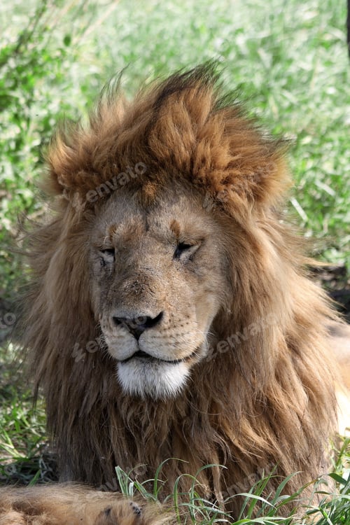 Preview: African Lion In The Serengeti National Park, Tanzania