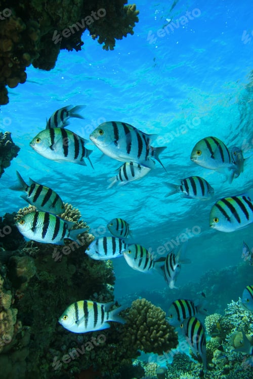 Preview: Scissortail Sergeants (Abudefduf Sexfasciatus) On A Coral Reef