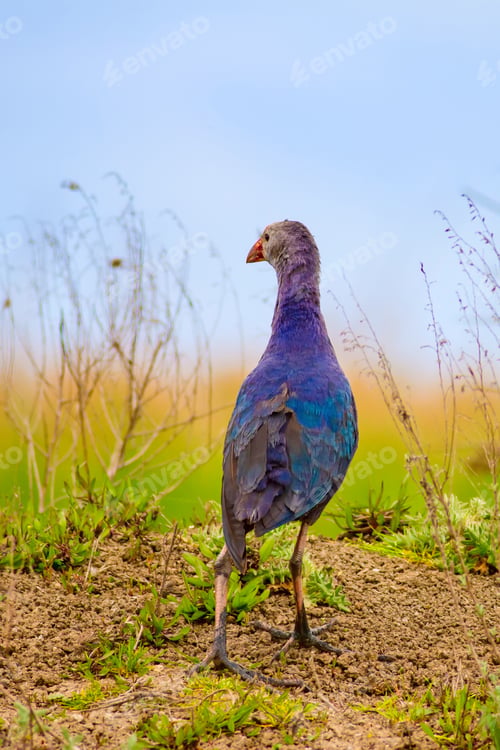 Preview: Blue Bird. Purple Swamphen. Nature Background.