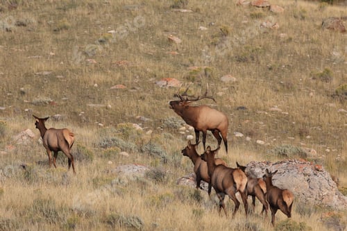 Preview: Elk (Wapiti), Cervus Elephas, Yellowstone National Park, Wyoming, United States