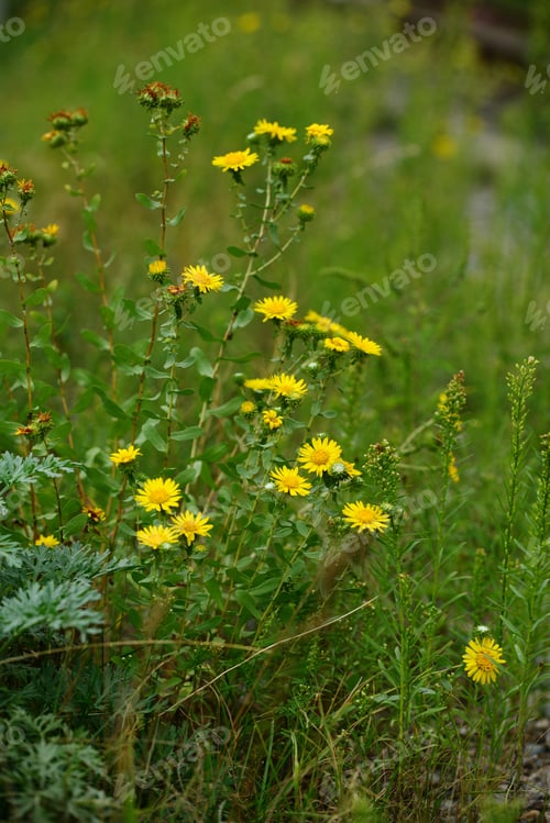 Preview: Grindelia Squarrosa (Curly-Cup Gumweed) In Natural Habitat