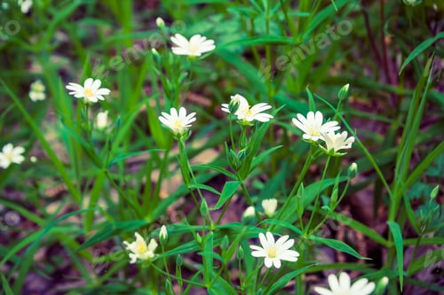 Preview: Small White Flowers In Forest