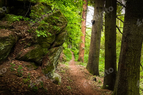 Preview: Summer Forest In South Bohemia
