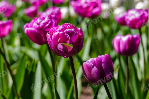 Preview: Spring Blooming Tulip Flowrs Blossom Scene. Tulips In Spring Blooming Garden. Tulip Festival In