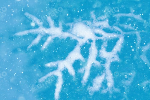 Preview: Frozen Winter Forest With Snow Covered Trees. Outdoor