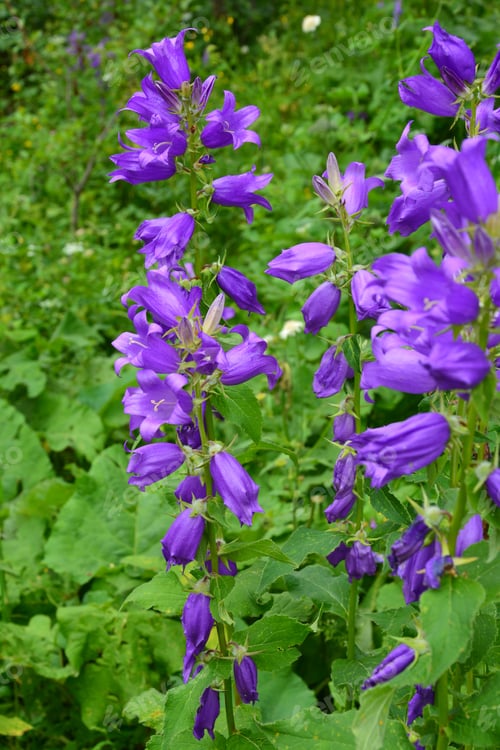 Preview: Campanula (Bellflower) In Natural Habitat