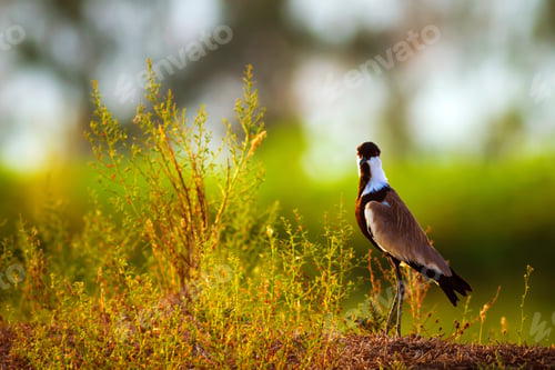 Preview: Green Nature And Spur Winged Lapwing Spur Winged Lapwing / Vanellus Spinosus