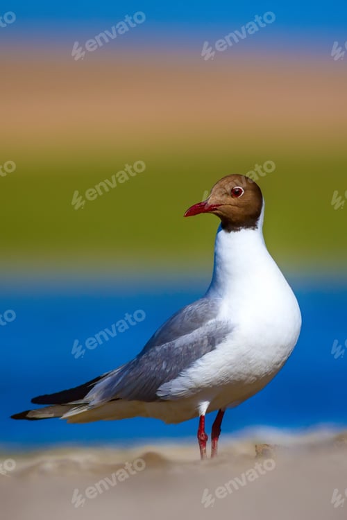Preview: Nature And Gull. Black Headed Gull. Colorful Nature Background.